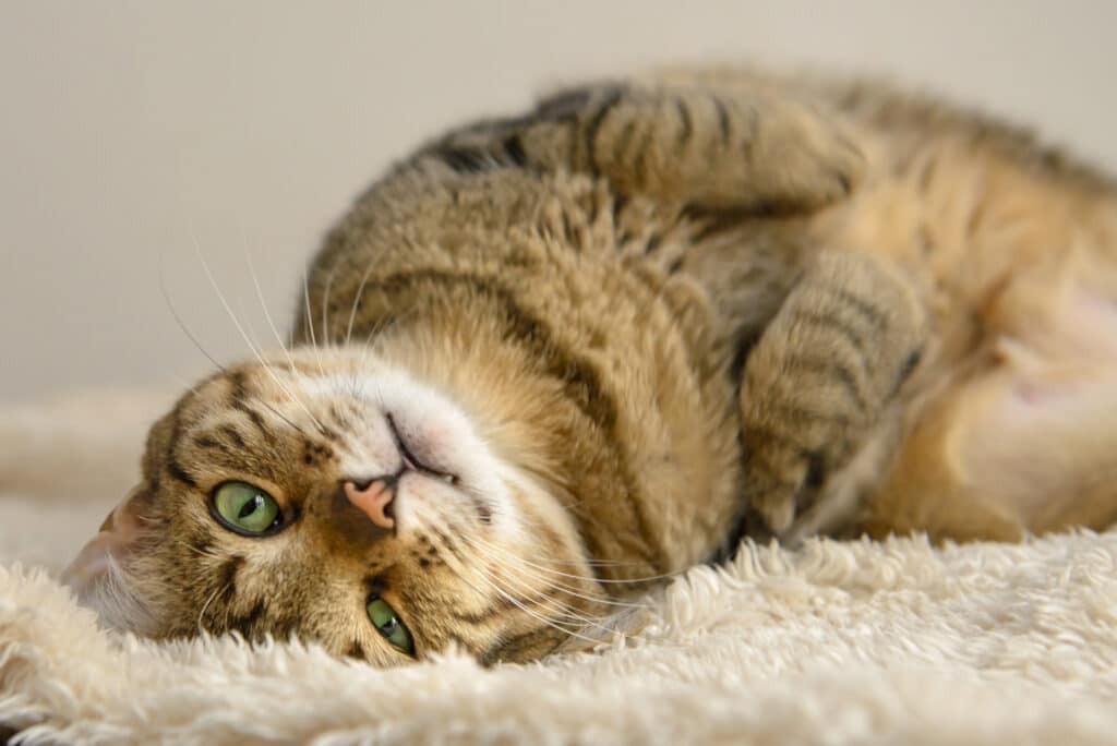 Chat tabby aux yeux verts couché sur le dos, regardant la caméra sur une couverture moelleuse. Il semble détendu.