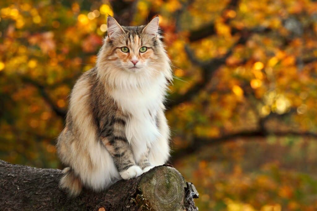 Chat aux longs poils tigrés et blancs aux yeux verts vifs, posé sur un tronc d'arbre, fond automnal flou et chaud.