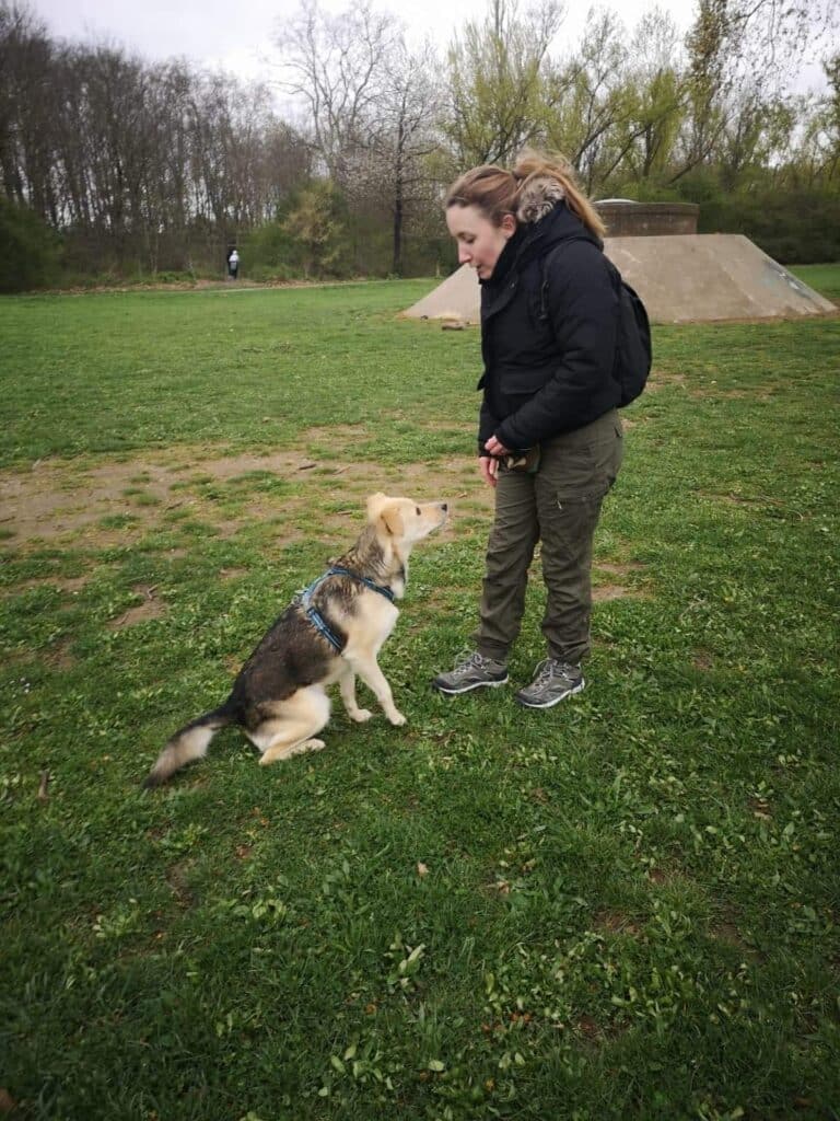 Femme en veste noire entraînant son chien tricolore en harnais bleu, assis dans un parc herbeux. Le chien la regarde attentivement.