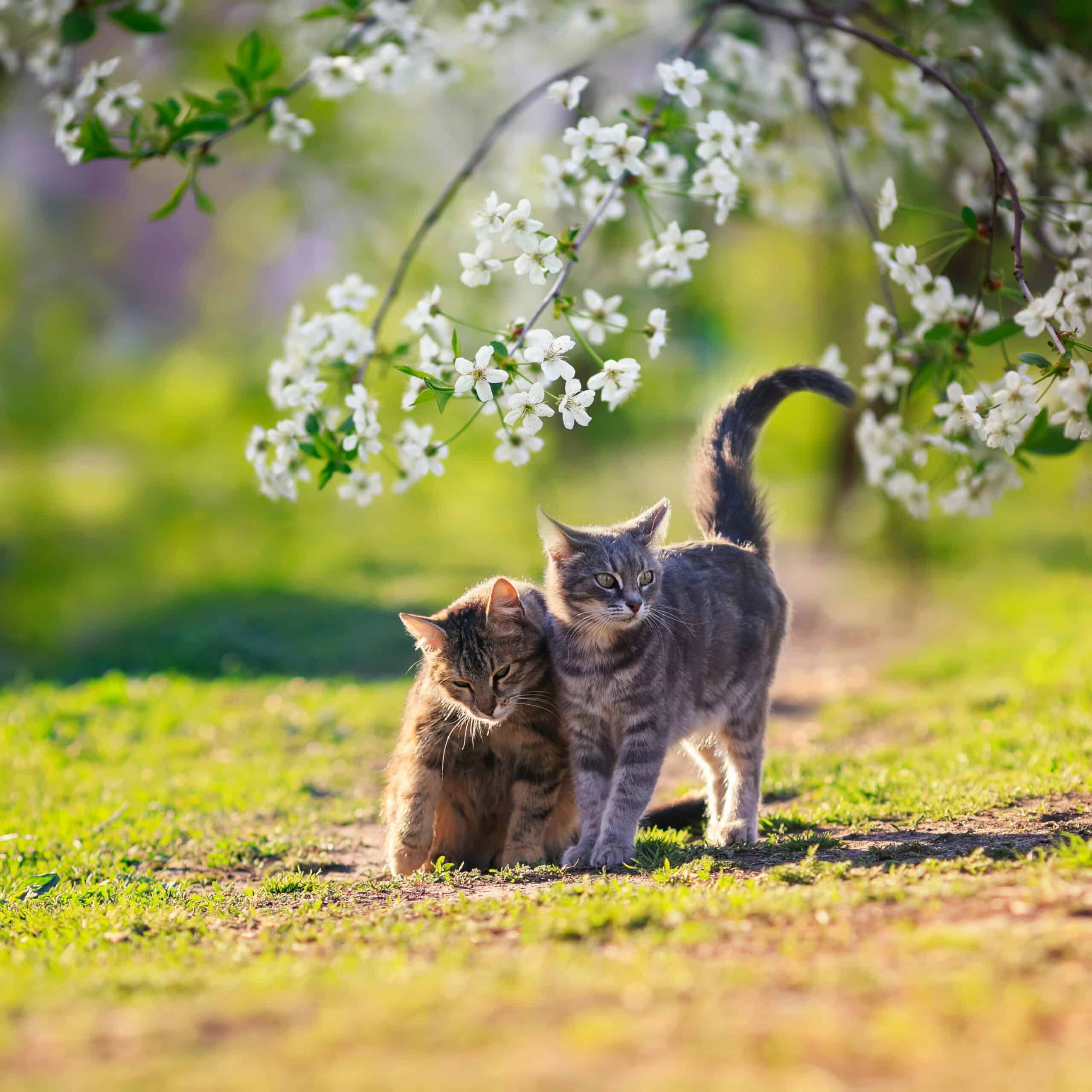 Deux chatons tigrés dans un jardin ensoleillé sous des fleurs de cerisier blanches en pleine floraison, ambiance printanière.